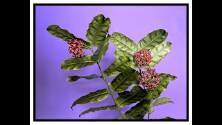 Too Many Flowers Double Feature Hoya stenophylla and Hoya sp Frog Foot [upl. by Anelas]