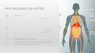Sistema Integumentario [upl. by Vern744]