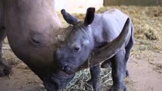 Terri Bindi and Robert Irwin welcome new babies to Australia Zoo [upl. by Naux]