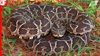 A TEMIDA URUTU CRUZEIRO A SERPENTE BRASILEIRA MAIS PERIGOSAURUTU CRUISE [upl. by Mahtal]