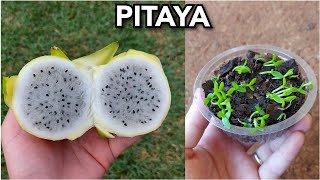 Como plantar PITAYA através de SEMENTES e ter uma boa GERMINAÇÃO [upl. by Nylyak]