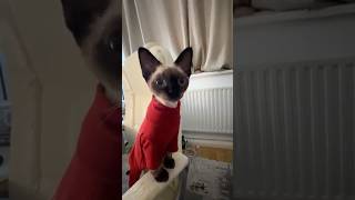 Red Army Faction saboteur agent Meow devonrex cat [upl. by Hesta]