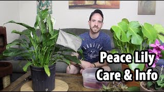 How to Care for a Peace Lily Spathiphyllum [upl. by Iggam]