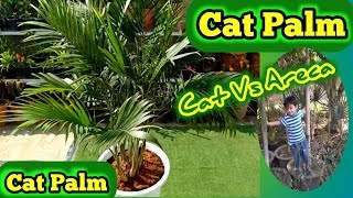 How to grow Cat palm  Chamaedorea Cataractarum  Cataract palm  Cascade palm Urdu Hindi [upl. by Assilana761]