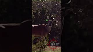 Hunting Eland African Brush 🌍🇿🇦 शिकार caceria hunting hindi africa safari shorts deer [upl. by Jaela]