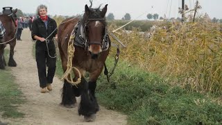 26 barges towed by 40 beautiful draft horses in Steenbergen Bietentocht [upl. by Jory]