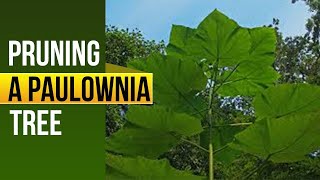 Pruning A Paulownia Tree 2022  Facts About Paulownia Tree [upl. by Loats]