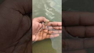 I helped 1 fish go home 🏠 Amazing shrimp fish release 🎏animals fish shorts [upl. by Aem]