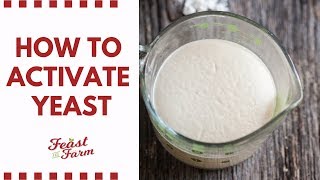 How to activate dry yeast Be sure its alive [upl. by Athenian]