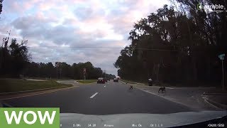 Two loose dogs nearly cause a rush hour traffic accident [upl. by Haile296]