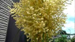 Beaucarnea recurvata blossoms 55 31 years old [upl. by Orion429]