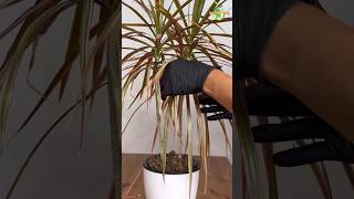 Dracaena Marginata  Dragon Tree Popular Houseplant dracaena thegreenearth plants [upl. by Jacynth]