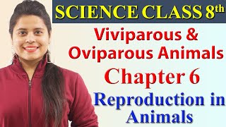 Viviparous and Oviparous Animals  Chapter 6  Reproduction in Animals  Science Class 8 CBSE [upl. by Ennaeus124]