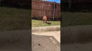 Mayday dogsGamedogsPitbullDogloverHunting DogsMaydayHaunchPetsLove Your Dogs [upl. by Annehs]