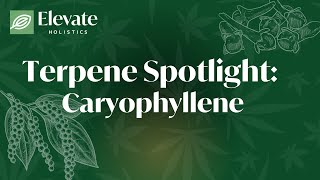 Terpene Spotlight Caryophyllene [upl. by Damas]