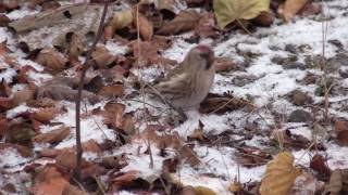 Urpiainen syksyllä Carduelis flammea [upl. by Lotte216]