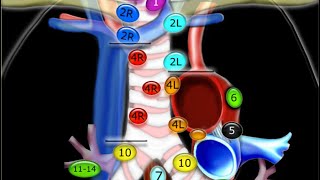 LYMPH NODE STATIONS IN LUNGS🫁 [upl. by Ycniuqed116]