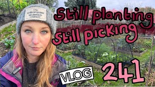 Still Planting Still Picking Autumn Allotmenting Ep241  Plot 37 [upl. by Ilwain789]