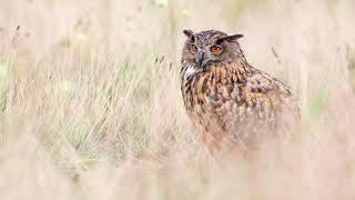 The sound of the Eurasian eagleowl Bubo bubo  Bird Sounds  10 Hours [upl. by Enenstein]