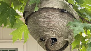 First bald face hornet nest removal of 2024 early season hornets nest [upl. by Eiser308]