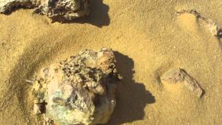 Basilosaurus Whale Fossil at Wadi El Hitan Al Fayoum Egypt 2012 [upl. by Tatman490]