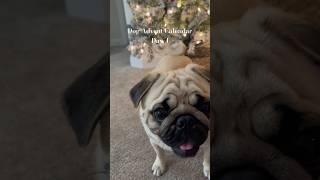 Advent Calendar day 4 🎄✨🎅🏽 pugs pugpuppy christmas adventcalendar dogchristmas puglife [upl. by Howie]