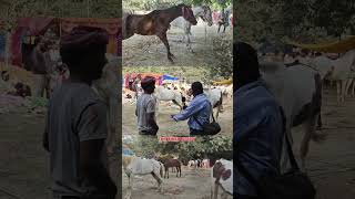 Ghoda bazar sonpur  sonpur Mela 2024  the Bihar story samastipur [upl. by Yruoc]