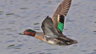 FlyBy Greenwinged Teal [upl. by Kleeman]