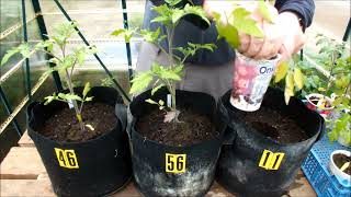 Moving Tomatoes plants from Yogurt Pots into 2nd season Fabric Bags [upl. by Behlke]