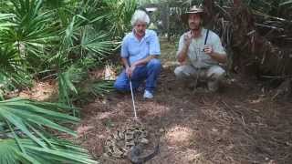 6 Venomous Snakes of Florida Kamp Kenan S2 Episode 17 [upl. by Hertz]