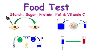 Food Test Experiments Testing for Starch Proteins Sugar Fats amp Vitamin C [upl. by Currie]