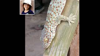 ตุ๊กแกเอ้ย ตัวลายพร้อยๆ gecko เพลงตุ๊กแก geckosound [upl. by Vivica]