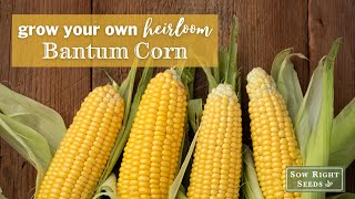 Sow Right Seeds  Bantam Sweet Corn [upl. by Idalia]