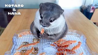 カワウソの大好物でジャーキーを作ったらこうなった Otters Try Their Favorite Foods as Homemade Jerky [upl. by Ettevets]