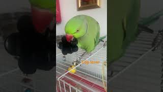 Parrot plays with hair clip parrot funnyanimals parrotspeak birds funny cuteparrot [upl. by Acirea747]