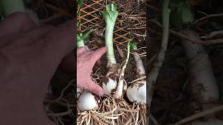 How To Plant Bare Root Crinum Lilies [upl. by Naitsirt]