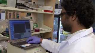 Harvard Researchers Use the Gel Doc™ EZ to Study Human Gene Function [upl. by Seidler456]