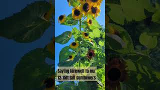 garden gardening sunflower flowers floral homestead nature sun flower bees sunflowers [upl. by Ahsinod791]