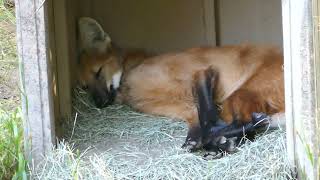 Maned Wolf LA Zoo Los Angeles California USA November 13 2024 Conservation Animals [upl. by Ettenej]