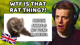 American Reacts to British Animals Not In America [upl. by Brosy467]