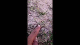 🤏🐸Boing Boing web catching frogs🤏🐸flying amp Jumping Part 4 frog foryou funny catching fun [upl. by Sellihca]