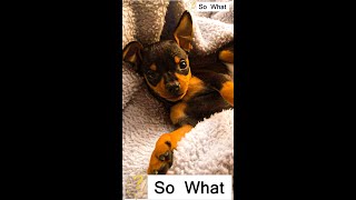 Everything You Need To Know Miniature Pinscher [upl. by Arriek229]