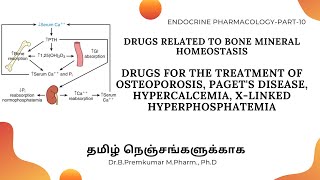 Drugs acting on Bone Mineral HomeostasisDrugs for OsteoporosisEndoPart10  Tamil [upl. by Eelnodnarb]