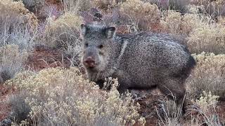 Javelinas Foraging Along The Trail [upl. by Idas240]