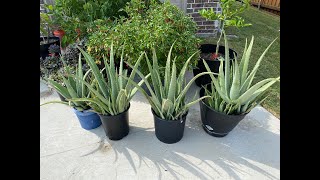 Aloe Barbadensis Miller Stockton Giveaway CLOSED [upl. by Llenel140]