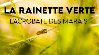 La RAINETTE VERTE acrobate des marais frog animals [upl. by Repard]