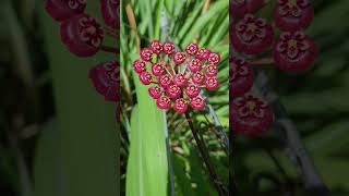 Hoya pulchra Red enchantinghoyasraregardenbloomscl hoyacollection hoyaplant hoyas [upl. by Celestyn732]