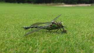 Dragonfly feeding on wasp [upl. by Aja]