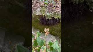 TONS of Daddy Long Legs on a rock  Thats NOT hair 🤧 [upl. by Flemings]