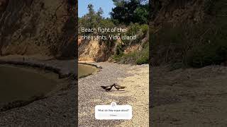 Pheasants fight at the beach on Vido Island Greece travel [upl. by Levitus744]